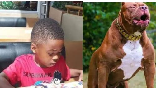 Painful: Dog chews young boy